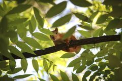 Sciurus vulgaris