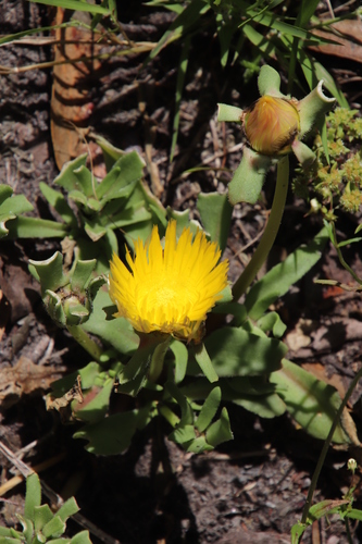 Image of Carpanthea pomeridiana by (c) Tony Rebelo, some rights reserved (CC BY-SA)