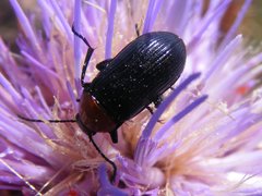 Heliotaurus ruficollis