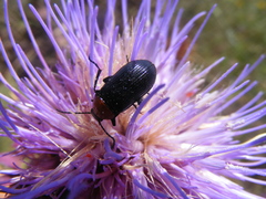 Heliotaurus ruficollis