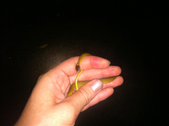 Storeria occipitomaculata obscura