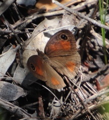 Cassionympha detecta