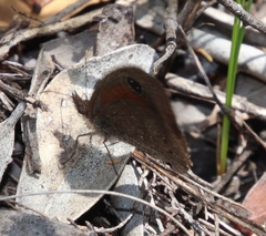 Cassionympha detecta