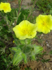 Potentilla astracanica