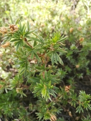 Dasiphora parvifolia