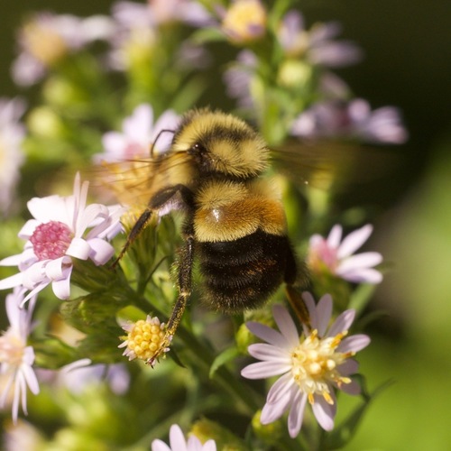 Rusty-patched Bumble Bee