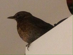 Turdus murinus