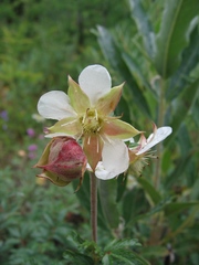 Farinopsis salesoviana