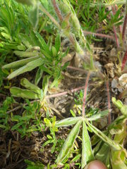 Potentilla astracanica