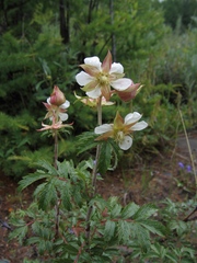 Farinopsis salesoviana