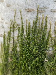 Pterigynandrum filiforme