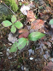 Viburnum cassinoides image