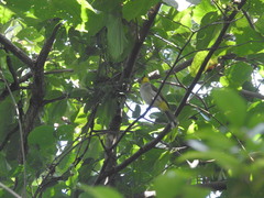 Pycnonotus xantholaemus