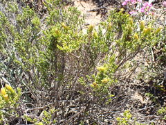 Pteronia empetrifolia