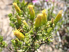 Pteronia empetrifolia