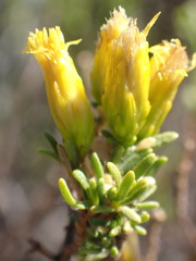 Pteronia empetrifolia