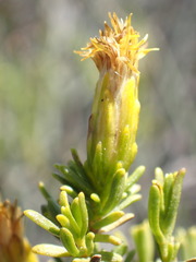Pteronia empetrifolia