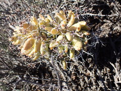 Tylecodon reticulatus