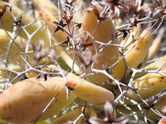Tylecodon reticulatus