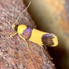 Telecrates laetiorella