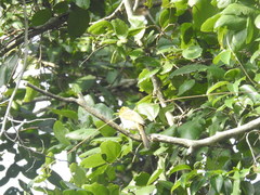 Pycnonotus xantholaemus