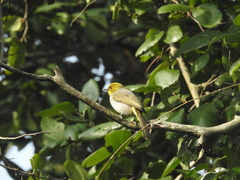 Pycnonotus xantholaemus