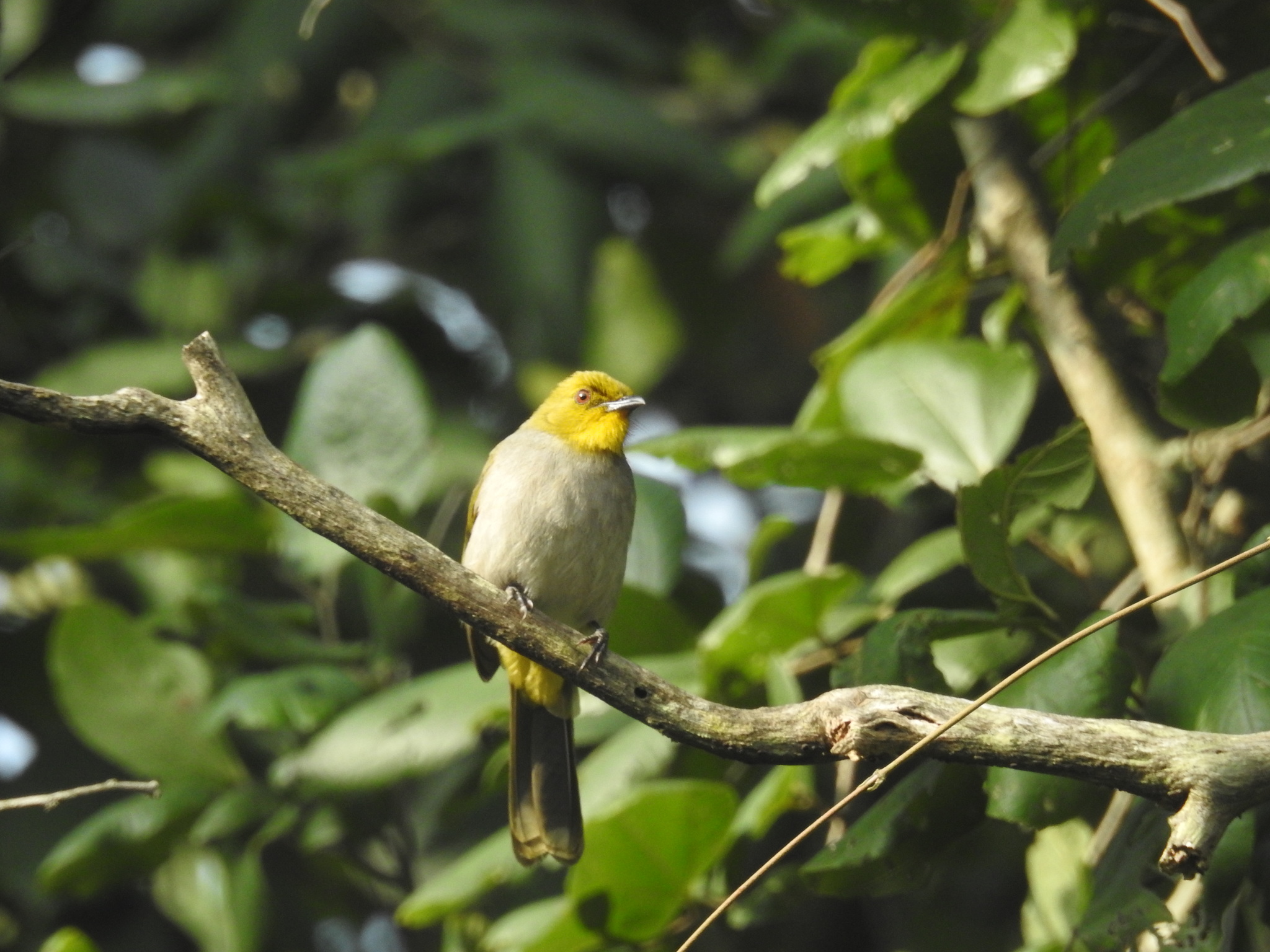 Yellow-throated Bulbul (Pycnonotus xantholaemus), photo 8