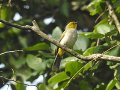 Pycnonotus xantholaemus