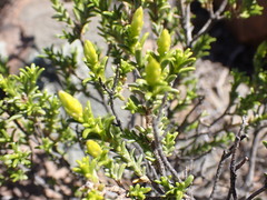 Pteronia empetrifolia