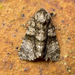 Cycloprora nodyna