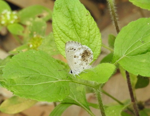 Photo of Lime Blue (Chilades lajus)