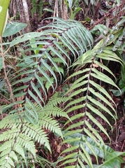 Asplenium serra