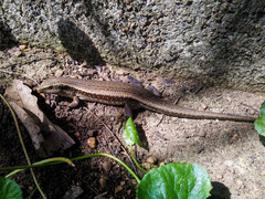 Eutropis lankae