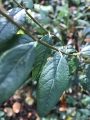Cotoneaster salicifolius
