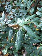 Cotoneaster salicifolius