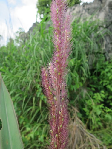 Setaria vatkeana image