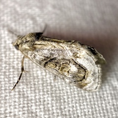 Zalissa catocalina