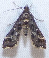 Diasemiopsis leodocusalis