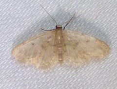 Idaea bonifata