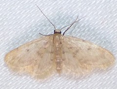 Idaea bonifata