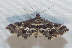 Diasemiopsis leodocusalis