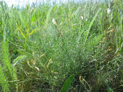 Astragalus corniculatus