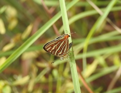Cigaritis schistacea