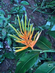 Heliconia longiflora