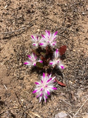 Ptilotus manglesii