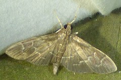 Pilocrocis ramentalis
