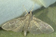 Pilocrocis ramentalis