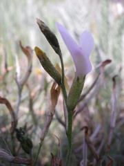 Astragalus corniculatus