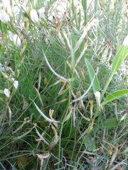 Astragalus corniculatus