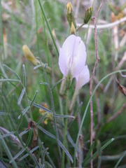 Astragalus corniculatus